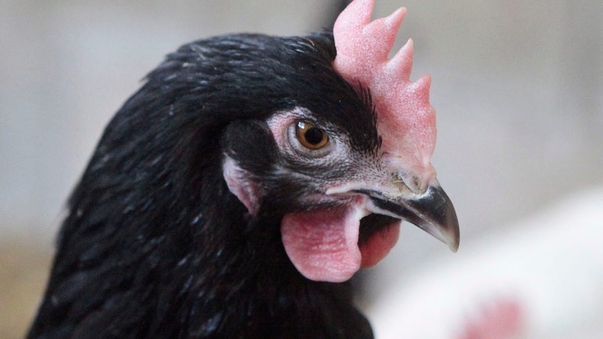 A hen is pictured at at egg-producing company Toni's Freilandeier (Toni's free-range eggs) in Glein in Austria's southern province of Styria April 19, 2011. Toni's Freilandeier is the largest producer of free-range and organic free-range eggs in Austria, employing some 200 free-range egg producing farmers and some 100 organic free-range egg producing farmers with an output of some 80 millions of eggs per year. Picture taken April 19. REUTERS/Herwig Prammer (AUSTRIA - Tags: ANIMALS BUSINESS ENVIRONMENT) - RTR2LFI5