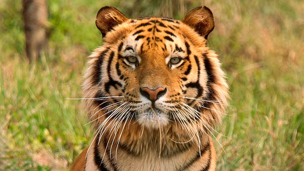 2553efd6-tiger
