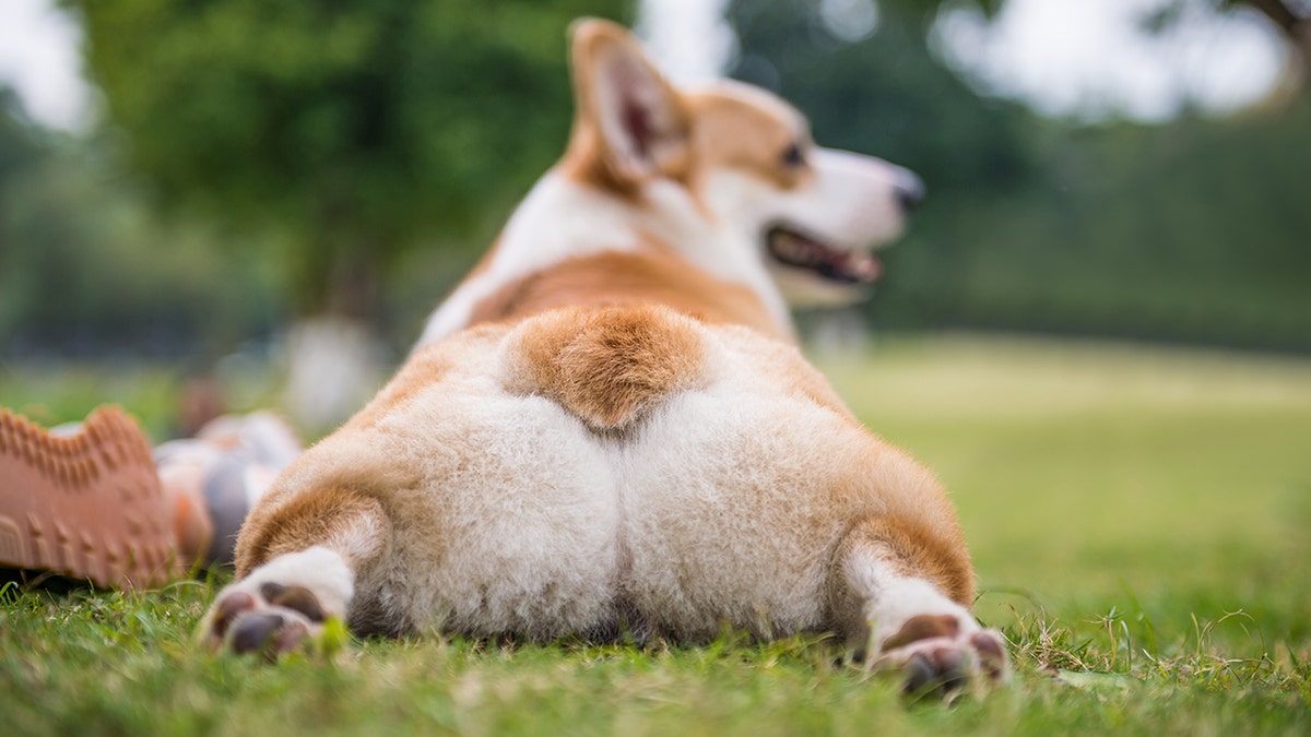 Cute sales fat corgi