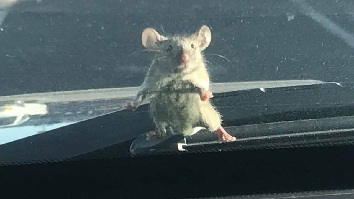 mouse on windshield