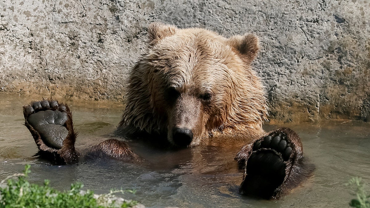 A brown bear is seen in a shelter for bears in the village of Berezivka near Zhytomyr, Ukraine August 15, 2017. Five bears, which suffered bad treatment were rescued from circuses and private zoos and restaurants, live in the bear rescue centre, opened in 2012 by international animal charity Four Paws. Picture taken August 15, 2017. REUTERS/Gleb Garanich - RTS1C041