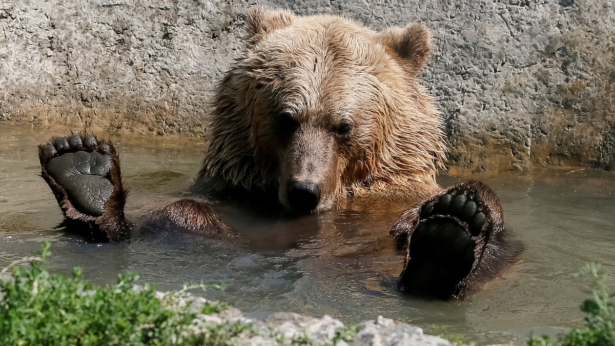 A brown bear is seen in a shelter for bears in the village of Berezivka near Zhytomyr, Ukraine August 15, 2017. Five bears, which suffered bad treatment were rescued from circuses and private zoos and restaurants, live in the bear rescue centre, opened in 2012 by international animal charity Four Paws. Picture taken August 15, 2017. REUTERS/Gleb Garanich - RTS1C041