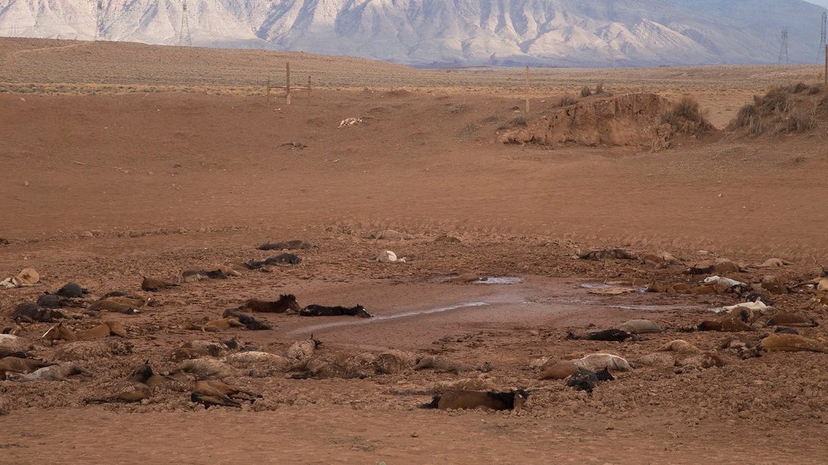 156f37cb-navajo horse death