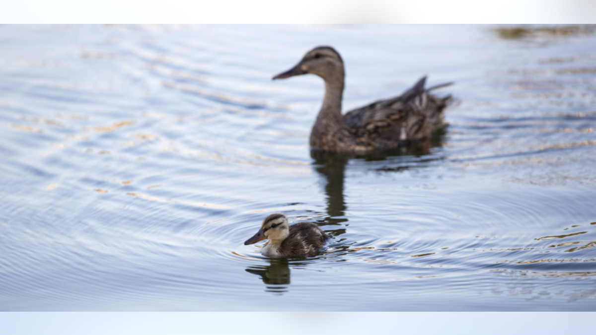 duck