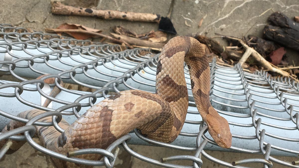 copperhead