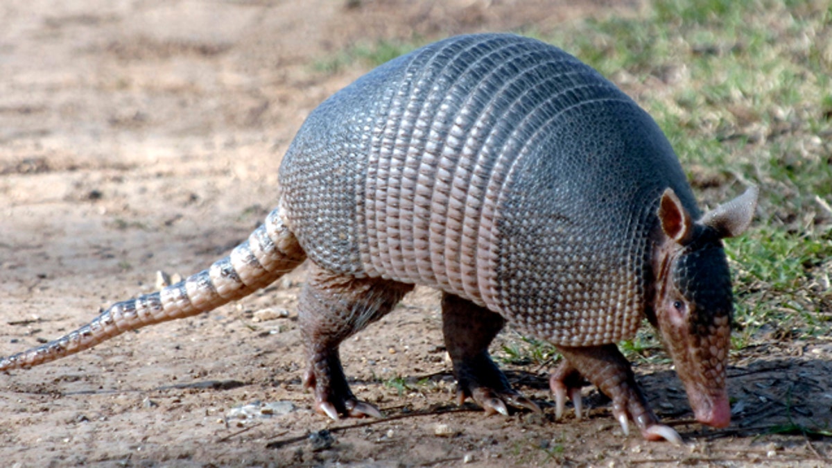 This Jan. 15, 2009 picture made available by the Texas Parks and Wildlife Department shows a nine-banded armadillo in Texas. With some genetic sleuthing, scientists have fingered a likely culprit in the spread of leprosy in the southern United States: the nine-banded armadillo. (AP Photo/Texas Parks and Wildlife, Chase A. Fountain)