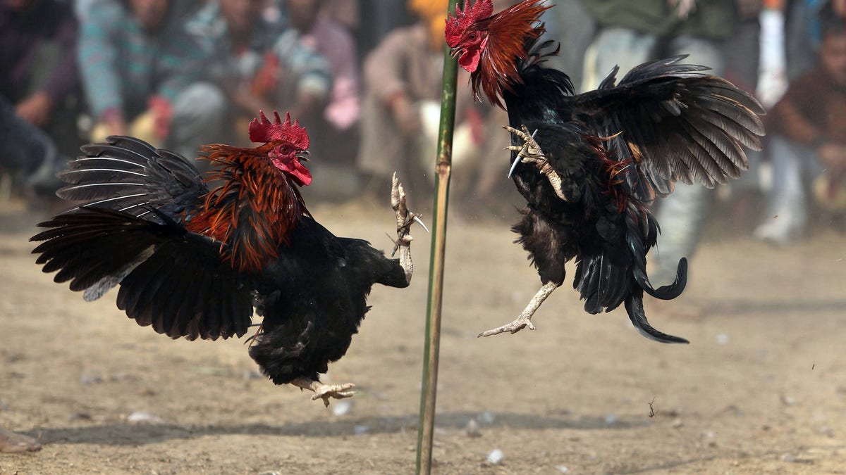 Roosters fighting