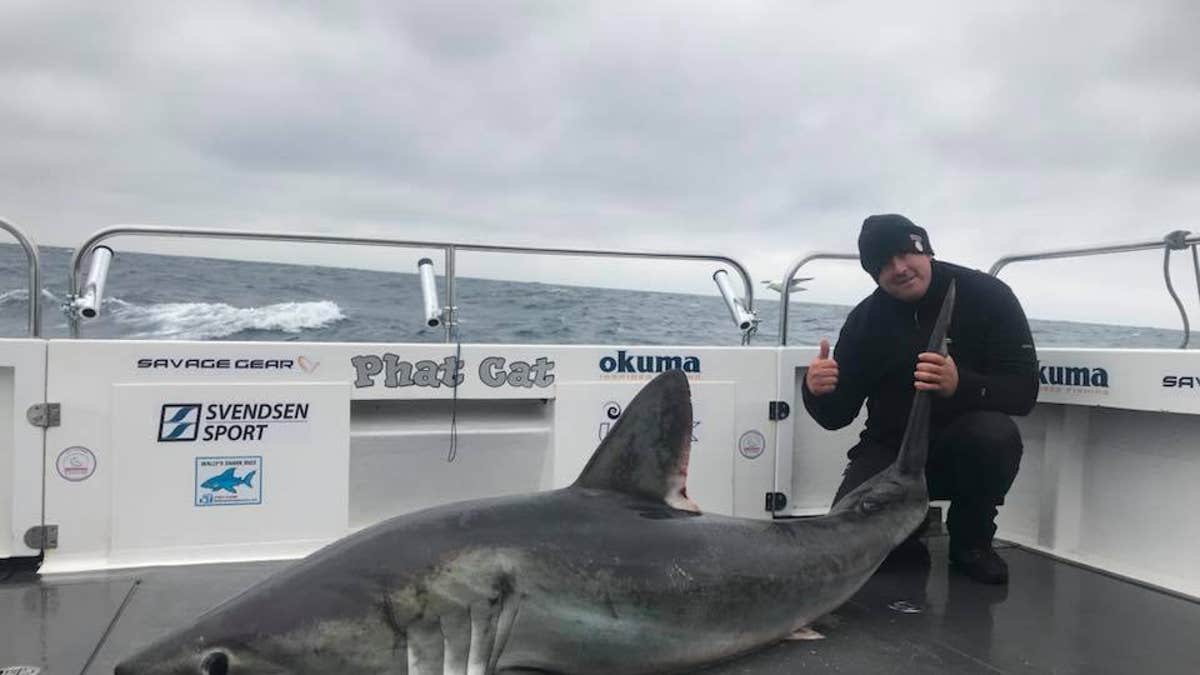 Huge porbeagle shark caught off the Welsh coast - Wales Online