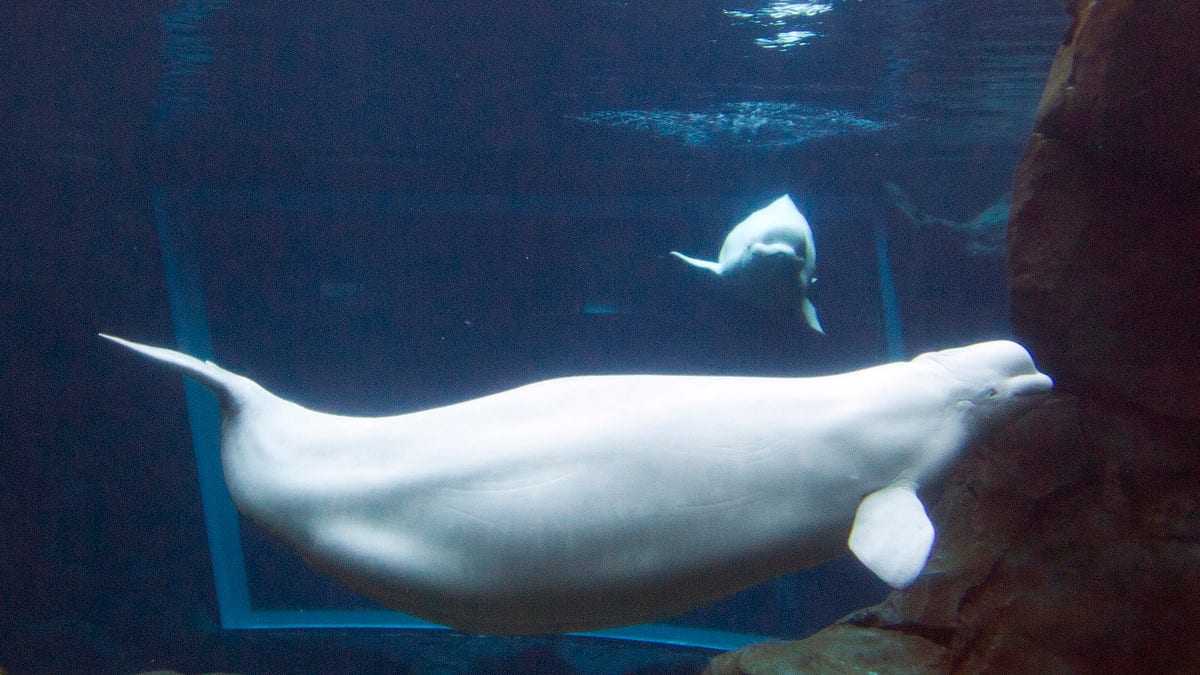 368e3c0a-APTOPIX Pregnant Beluga