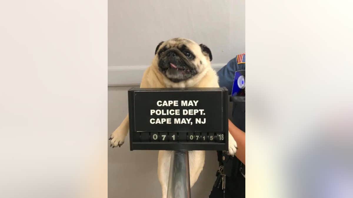 pug mug cape may police nj