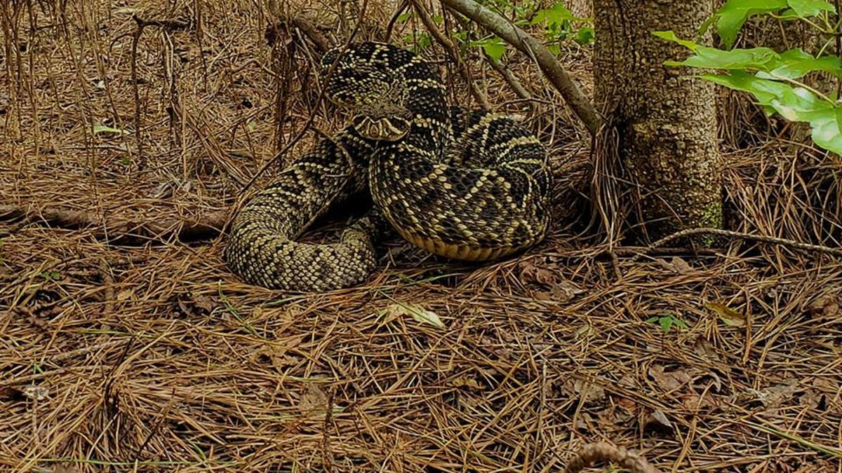 f4315707-rattlesnake