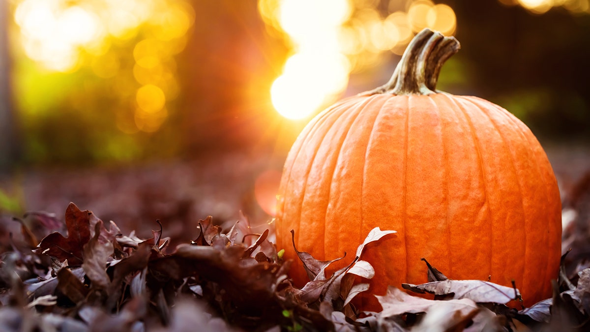 pumpkin during the fall