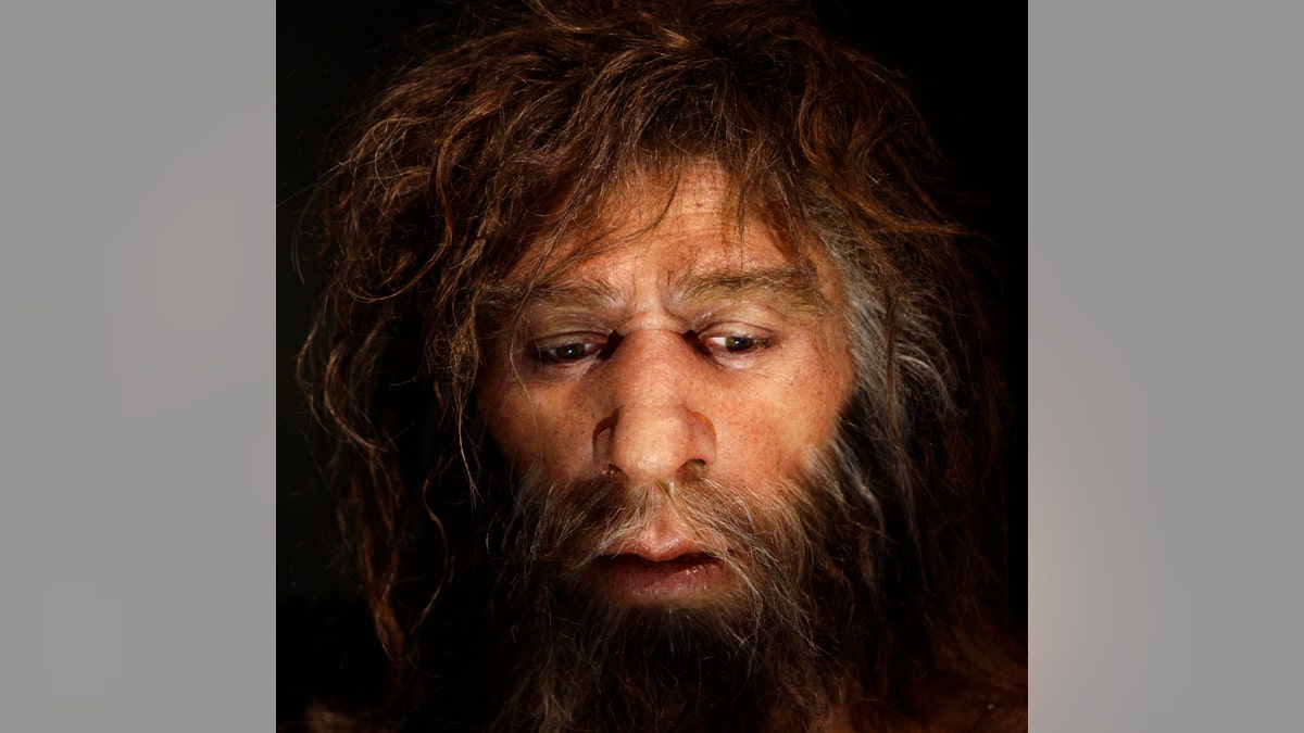 Hyperrealistic face of a neanderthal male is displayed in a cave in the new Neanderthal Museum in the northern Croatian town of Krapina February 25, 2010.  The Neanderthal Museum opened last week and was built on the site where scientists have found the greatest concentration in Europe of Neanderthal remains, the bones, skulls, tools and other effects of an extinct offshoot of mankind who inhabited parts of Asia and Europe until 30,000 years ago. Picture taken February 25, 2010.  To match Reuters Life! NEANDERTHAL-CROATIA/MUSEUM  REUTERS/Nikola Solic (CROATIA - Tags: SOCIETY) - RTR2B3E5