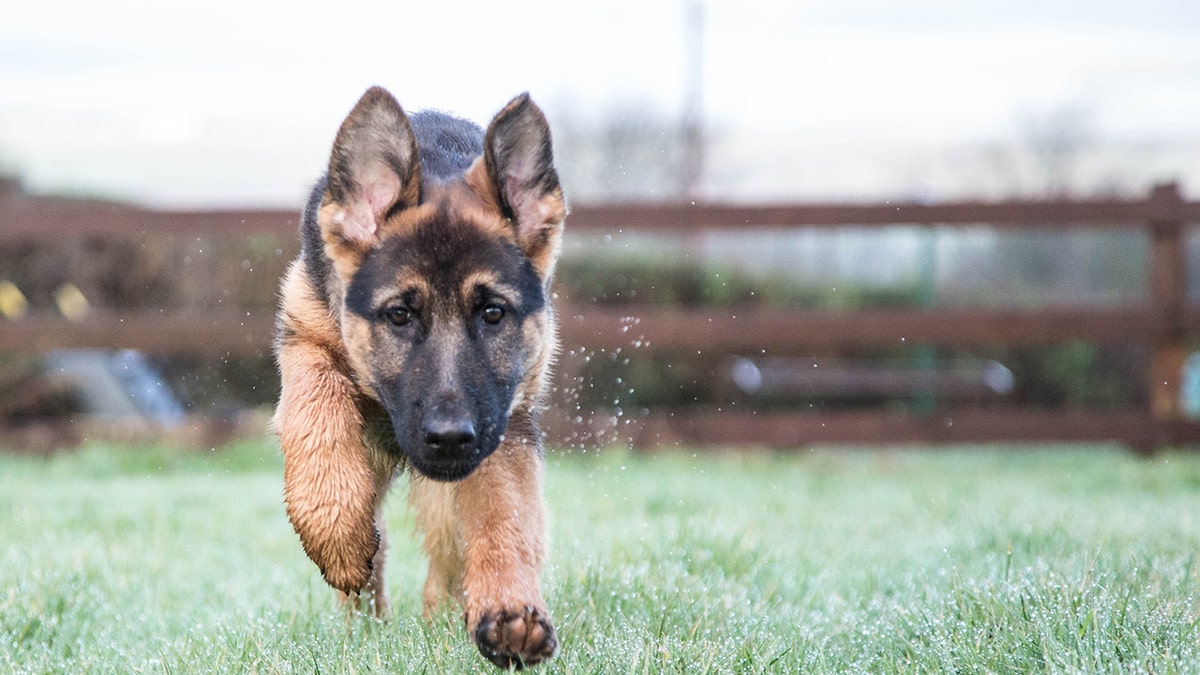 Logan the german shepherd hot sale puppy