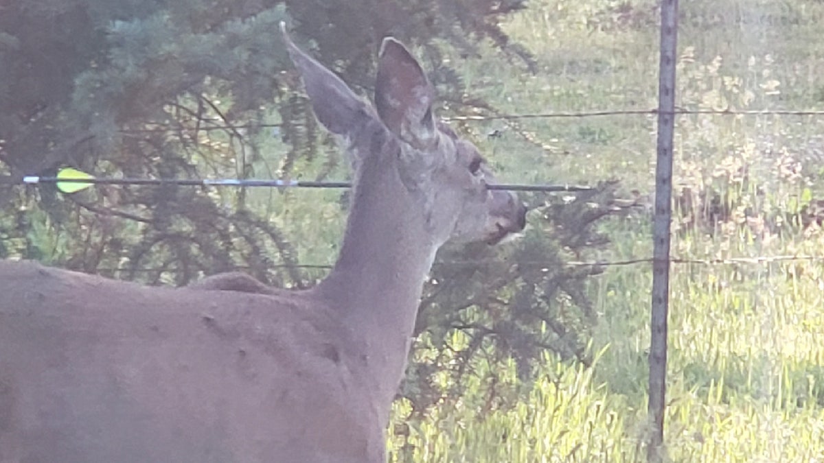 Oregon Deer 3