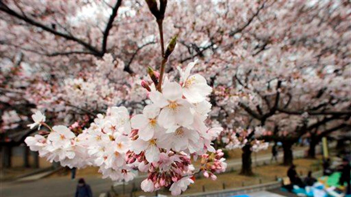 APTOPIX Japan Cherry Blossoms