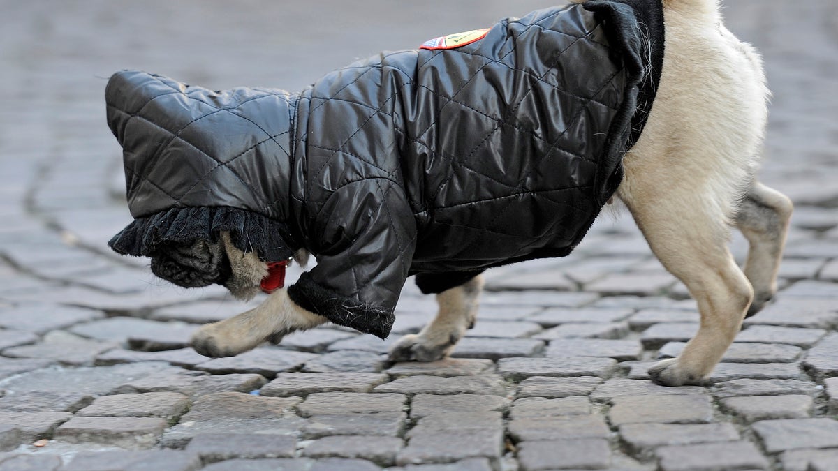 A warm covered pug dog strolls on a street in Gelsenkirchen, Germany, on a cold winter Thursday, Feb. 2, 2012. Germany faces freezing temperatures coming from Russia down to minus 15 degrees Celsius (5 degrees Fahrenheit). (AP Photo/Martin Meissner)