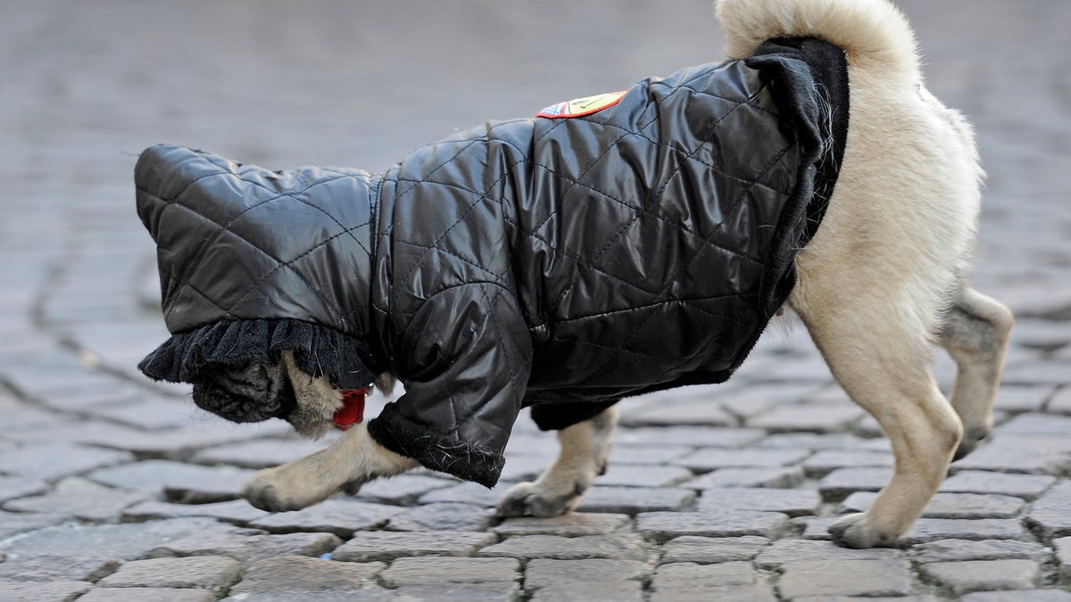 A warm covered pug dog strolls on a street in Gelsenkirchen, Germany, on a cold winter Thursday, Feb. 2, 2012. Germany faces freezing temperatures coming from Russia down to minus 15 degrees Celsius (5 degrees Fahrenheit). (AP Photo/Martin Meissner)