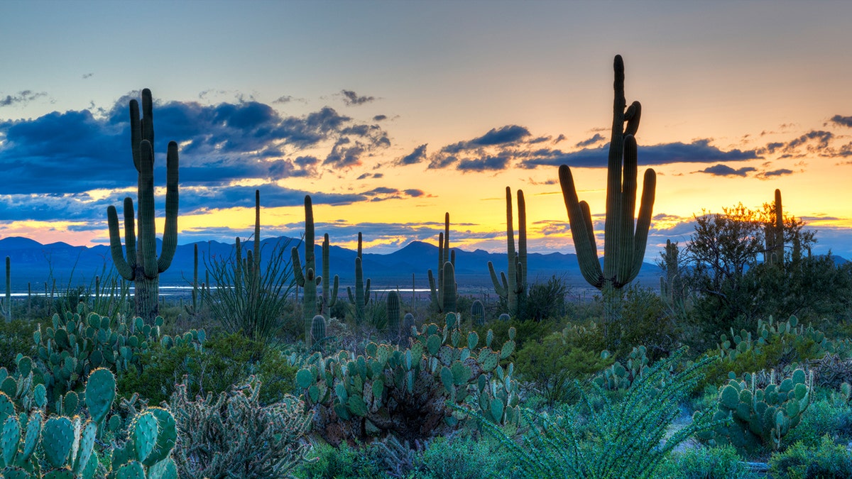 Saguaro National Park istock