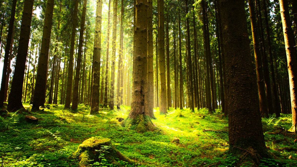 Beautiful nature at morning in the misty summer forest with sun rays.