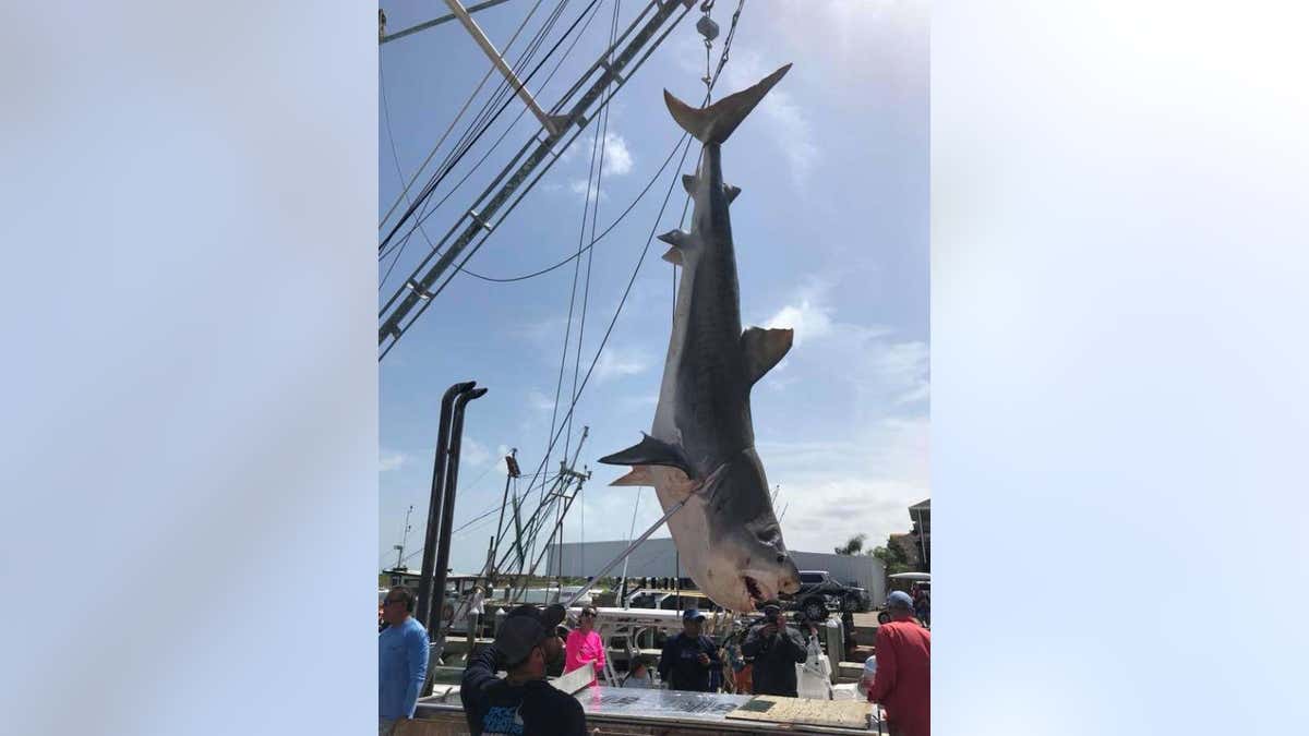 12-foot tiger shark 2