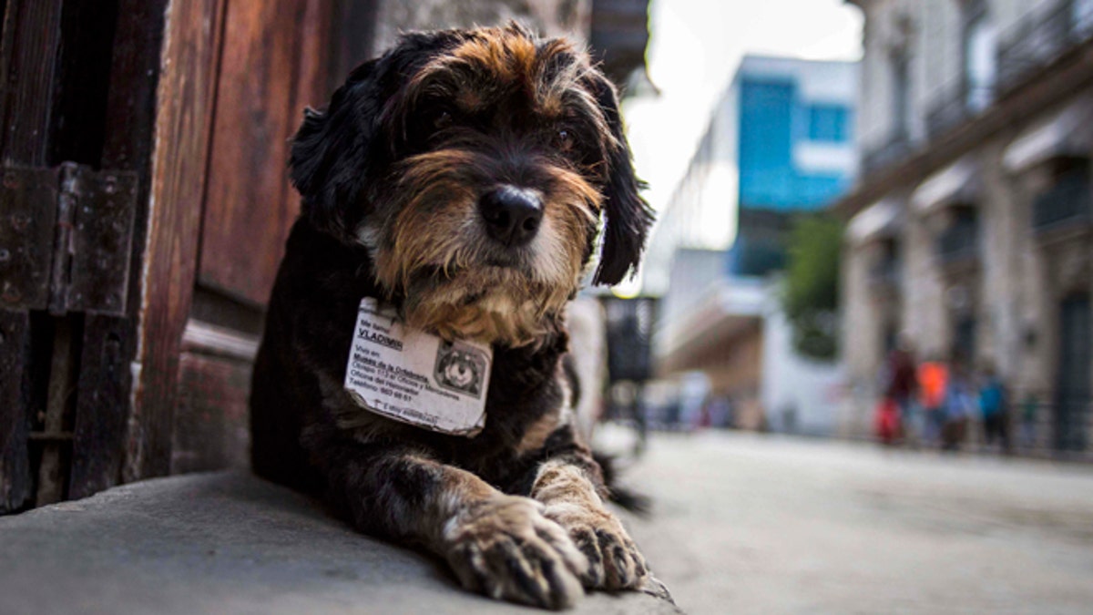 APTOPIX Cuba Official Street Dogs