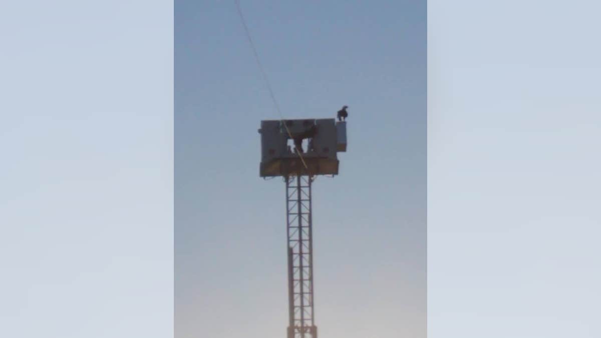 eagle on mn flag display