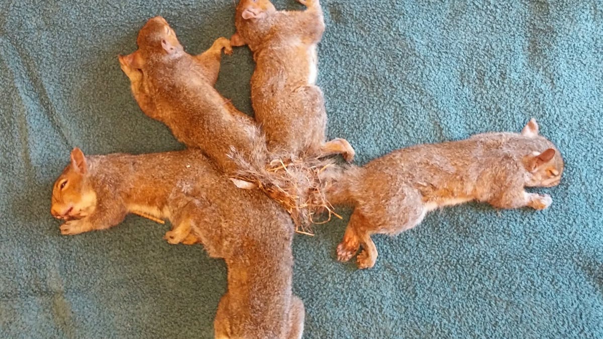 squirrels Wildlife Rehabilitation Center at Wisconsin Humane Society