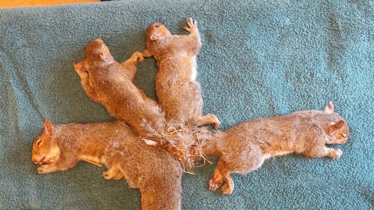 squirrels Wildlife Rehabilitation Center at Wisconsin Humane Society
