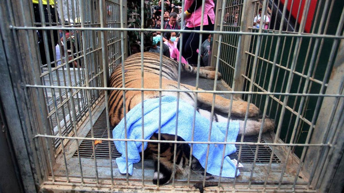 40 dead tiger cubs found in Thai temple freezer