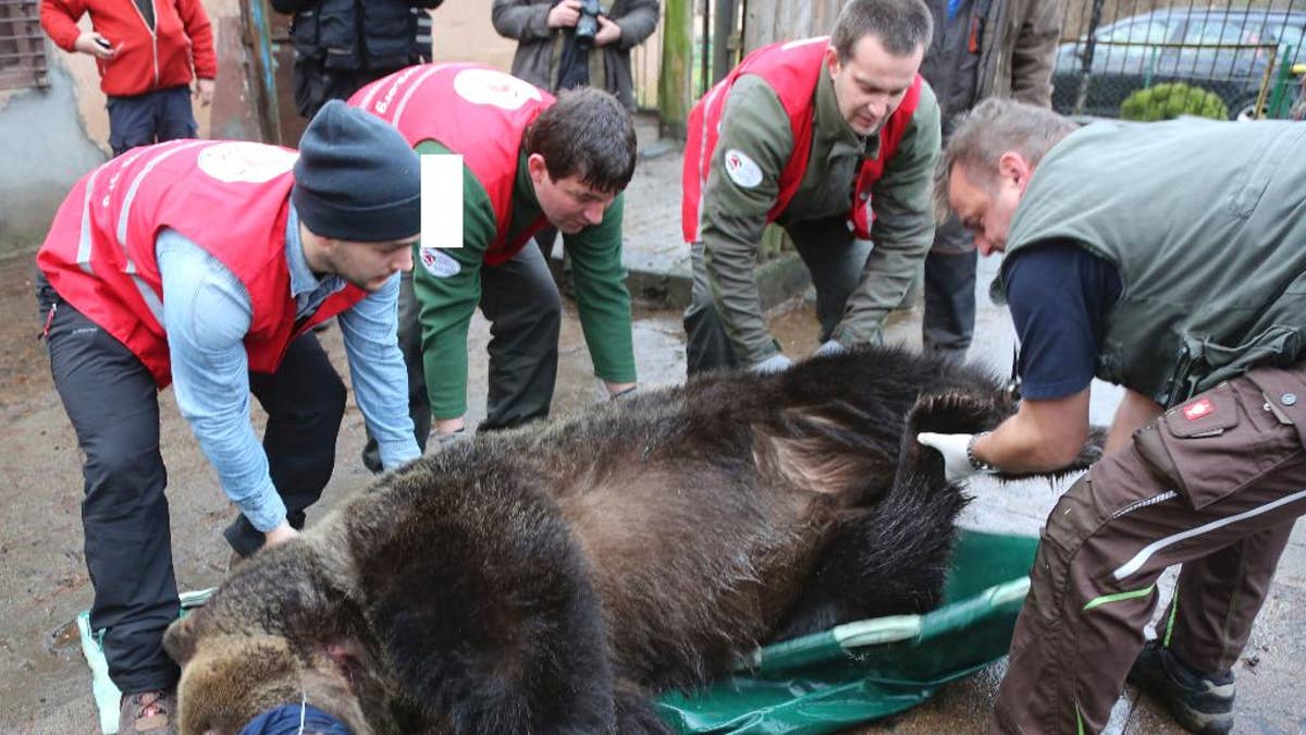 Information about bears - FOUR PAWS International - Animal Welfare  Organisation