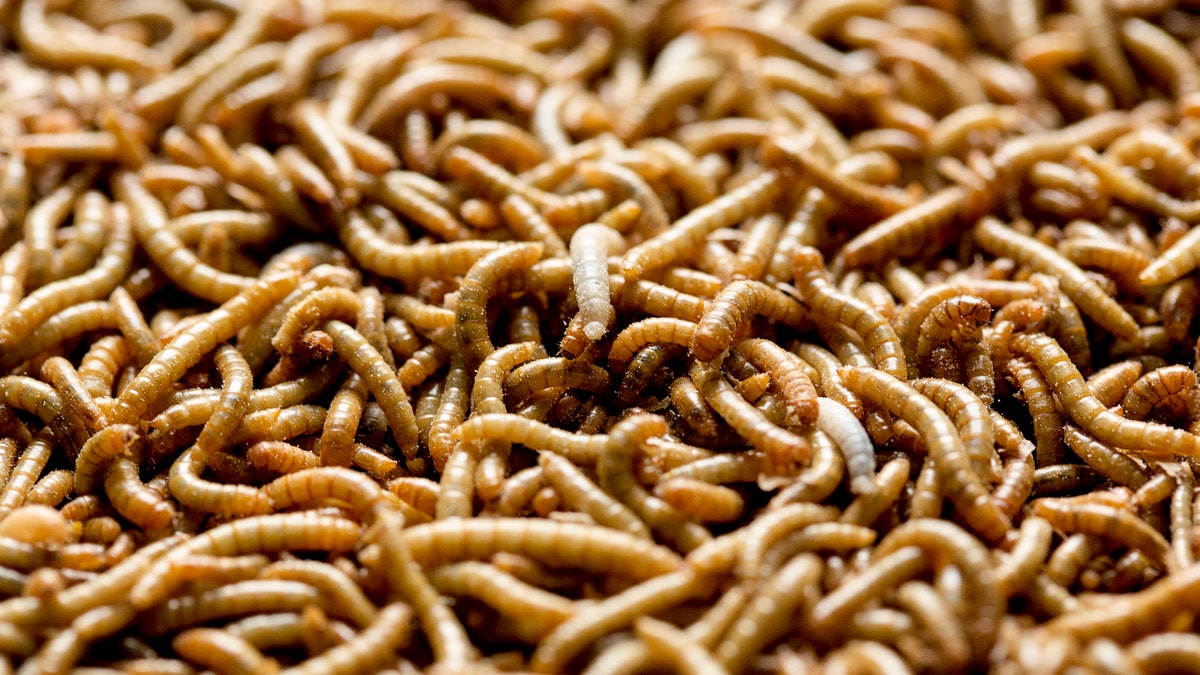 Mealworms used for human consumption are seen at the Kreca breeding facility in Ermelo April 4, 2014. REUTERS/Michael Kooren (NETHERLANDS - Tags: SOCIETY FOOD) - RTR3PG22