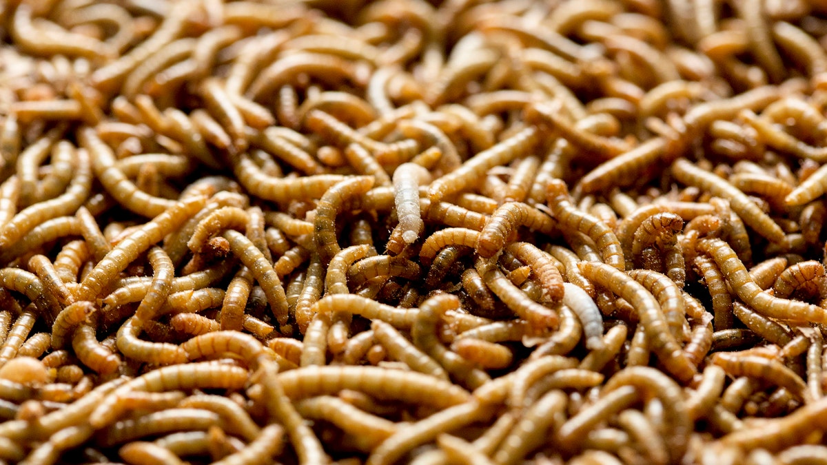 Mealworms used for human consumption are seen at the Kreca breeding facility in Ermelo April 4, 2014. REUTERS/Michael Kooren (NETHERLANDS - Tags: SOCIETY FOOD) - RTR3PG22