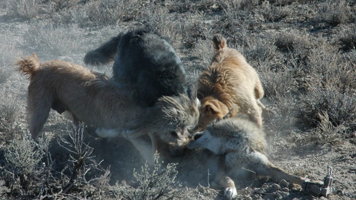 Animal torture, abuse called a 'regular practice' within federal wildlife agency | Fox News Animal torture, abuse called a 'regular practice' within federal wildlife agency | Fox News