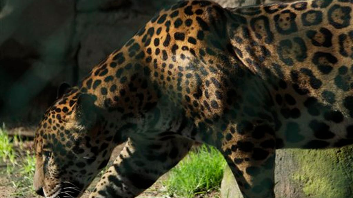 In this photo taken Aug. 17, 2011, a jaguar walks in a public zoo that houses animals captured from drug traffickers, pet smugglers and circuses without permits for their animals in Zacango, Mexico.  As federal authorities target a growing number of gang leaders in Mexico's five-year-long drug war, many of their pets are being driven from their gilded cages and ending up in more modest housing in the country's zoos.  Authorities have discovered drug cartel private zoos that housed tigers, panthers and lions among other animals of exotic breeds.  (AP Photo/Arnulfo Franco)