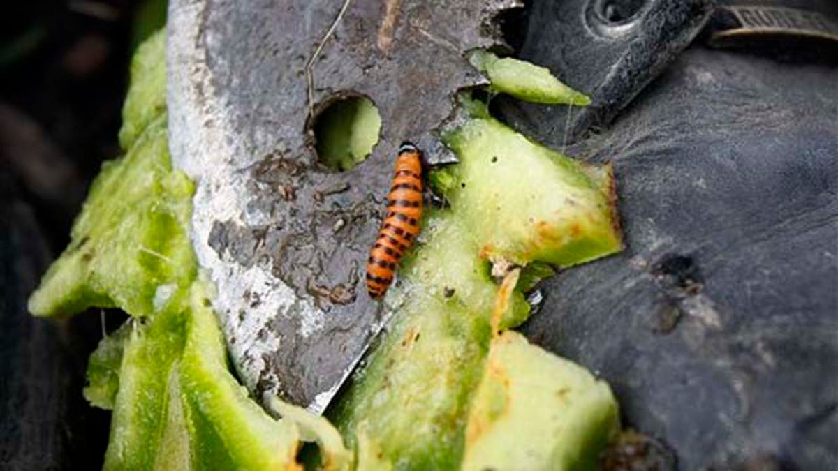 Food and Farm Prickly Pear Pest