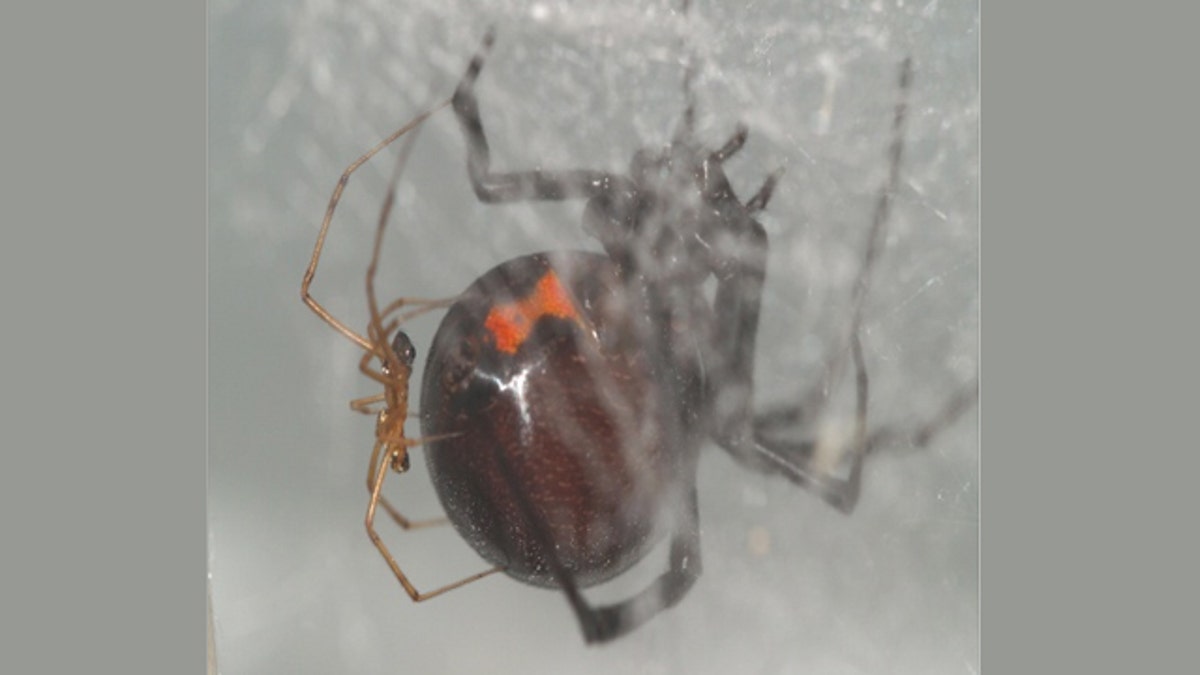Surviving Sex With Black Widows Fox News picture