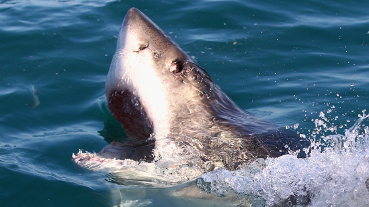GANSBAAI, SOUTH AFRICA - JULY 08:  A Great White Shark swims in Shark Alley near Dyer Island on July 8, 2010 in Gansbaai, South Africa.  (Photo by Ryan Pierse/Getty Images)