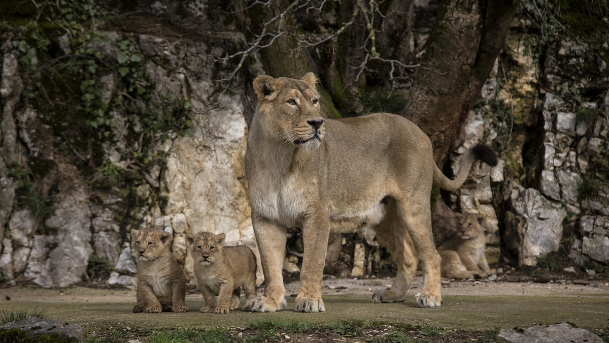 France Rare Lion Cubs