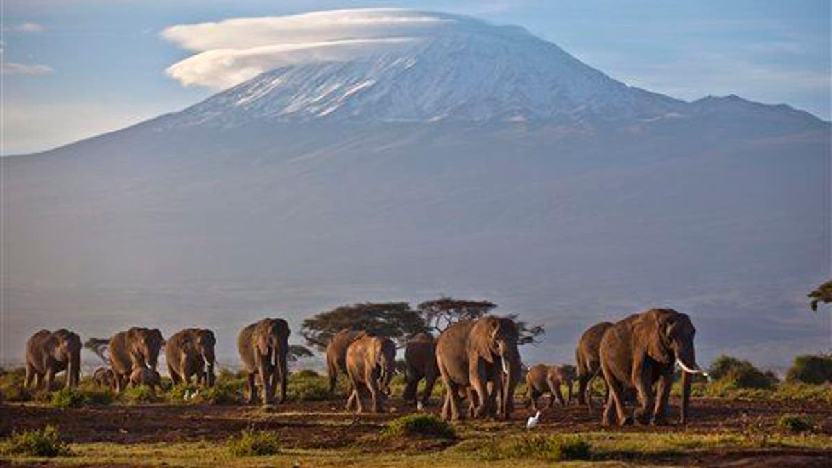 Kenya Ivory Arrest