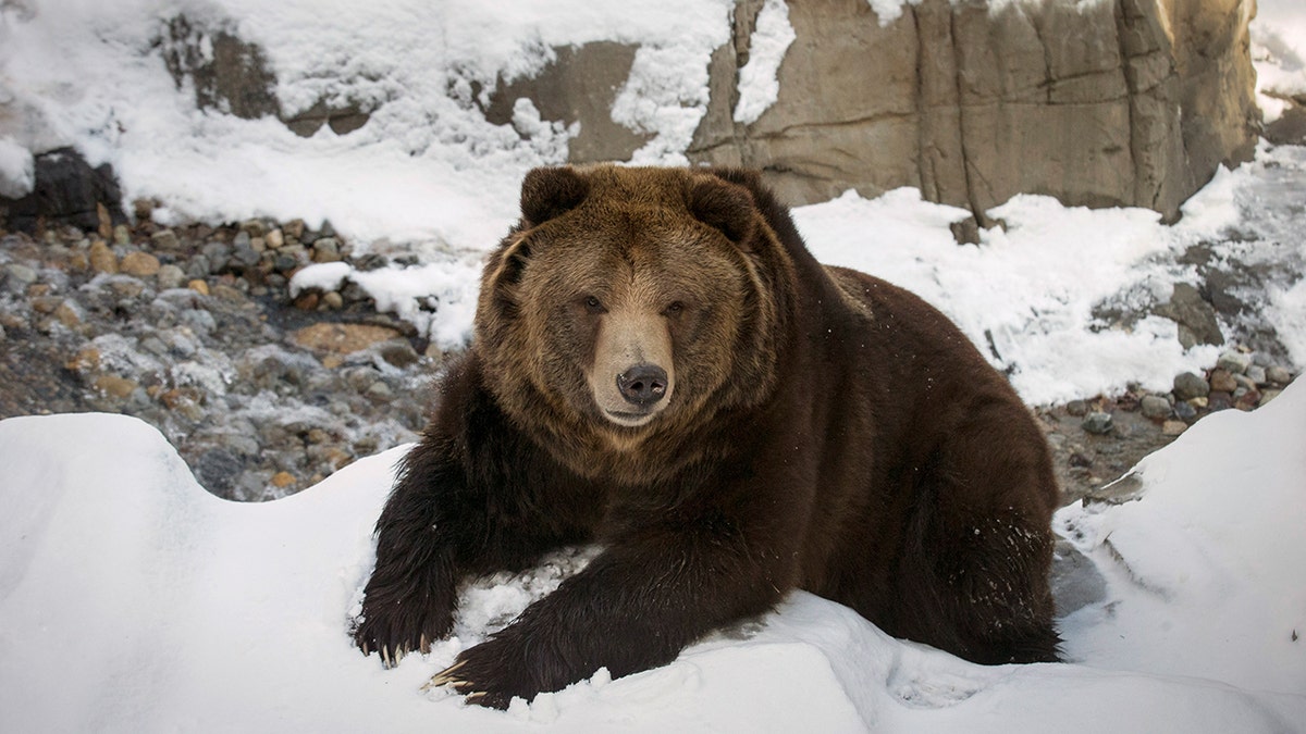 grizzly bear reuters