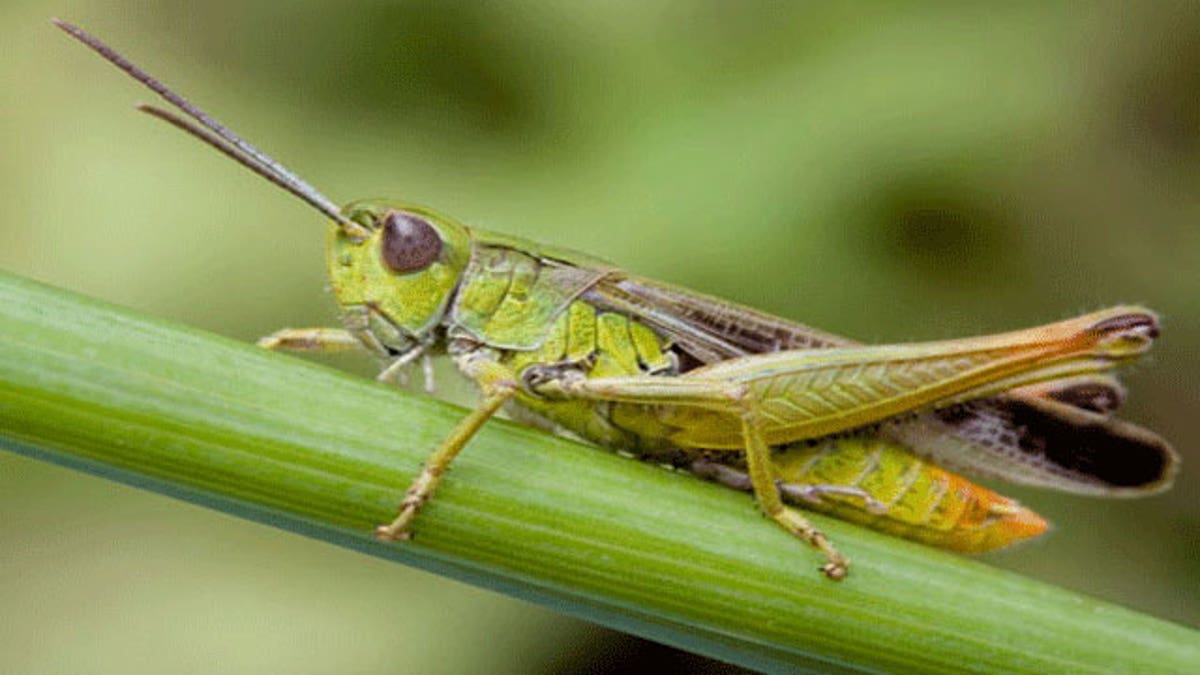 Grasshopper on a stem