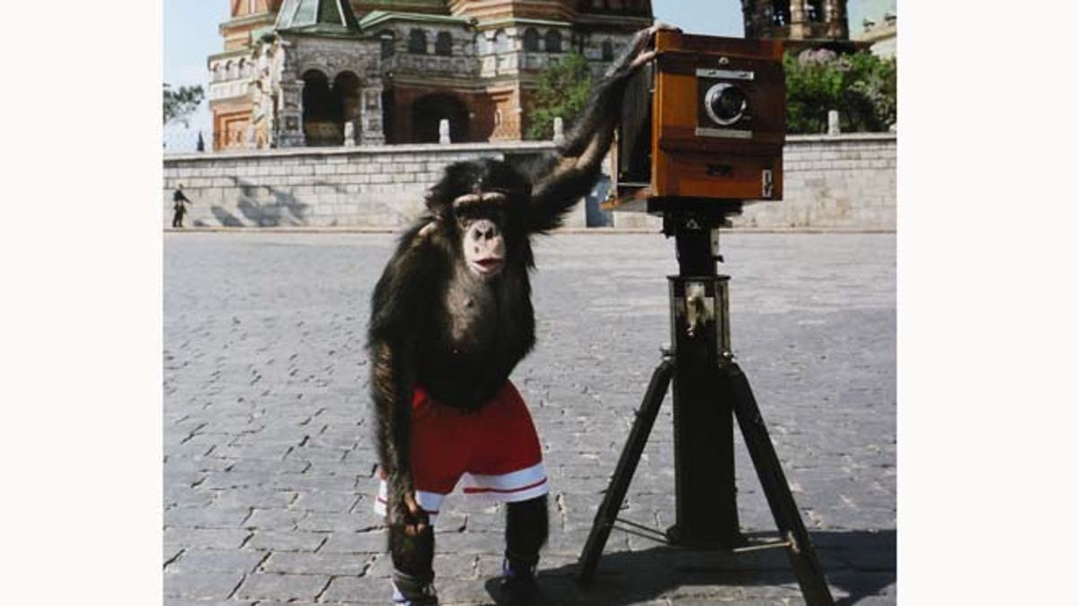 Britain Primate Photographer