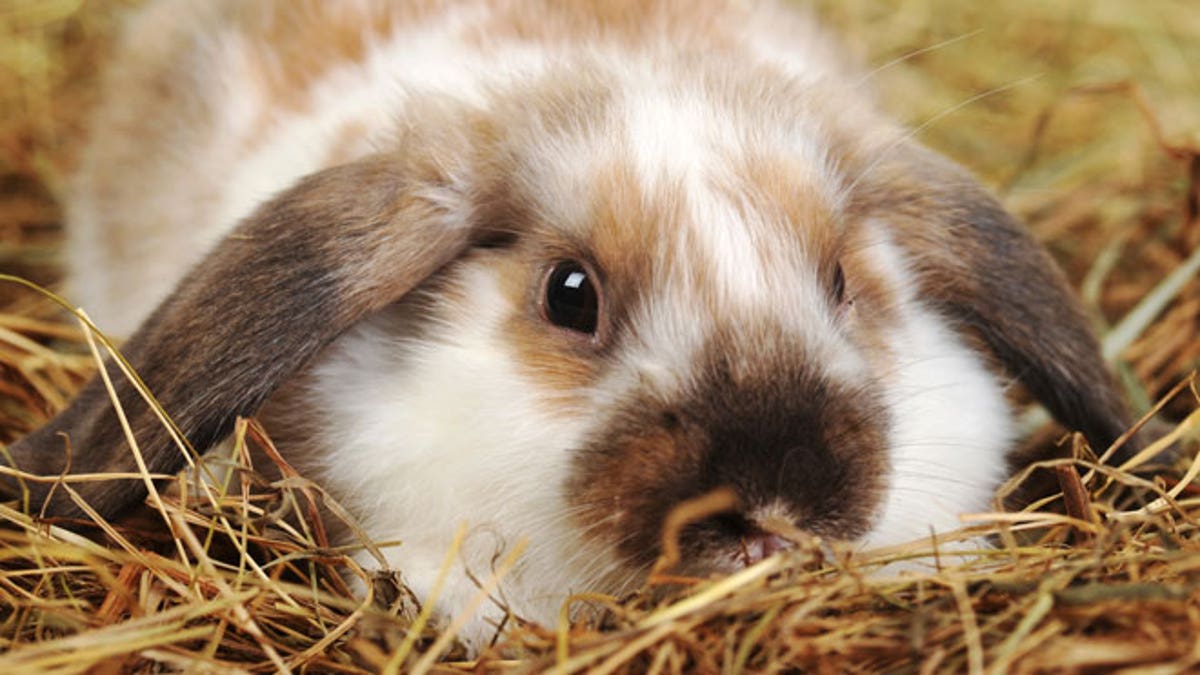 rabbit on hay