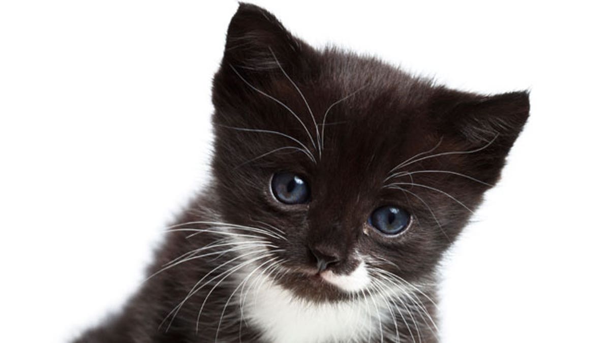 tiny black-and-white kitten