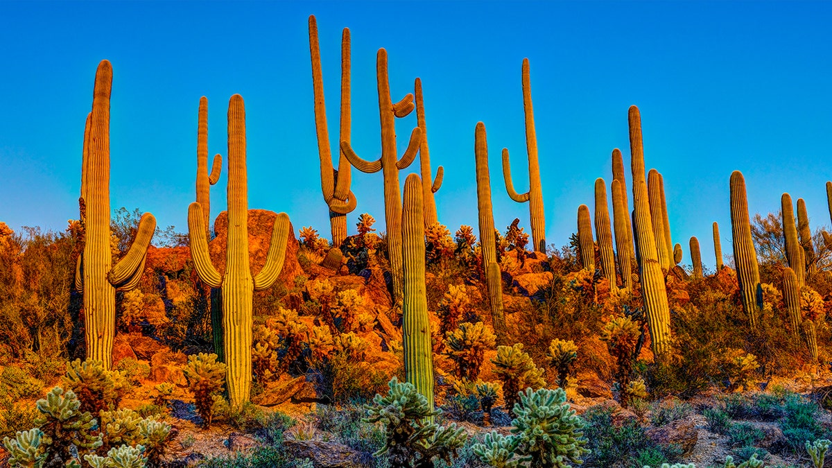 Saguaro National Park istock