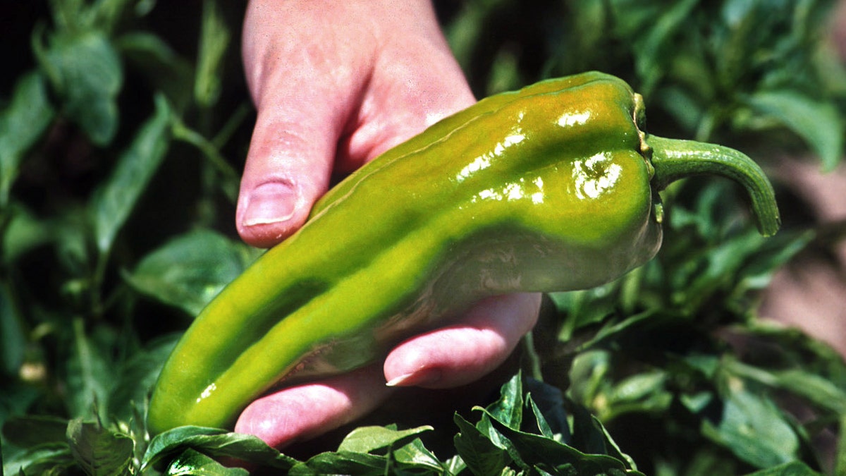 This July 23, 2002, image provided by New Mexico State University shows a green chile being picked during one of New Mexico's earliest harvests. As labor costs, relentless plant diseases and competition from cheap imports have combined to put the chile industry in a steep decline, scientists at New Mexico State University are trying to unlock the genetic mysteries of red and green chile. But the thought of genetically engineering chile has galvanized a group of seed conservationists and others who are sympathetic to the national protests targeting corporate greed and economic inequality. (AP Photo/Courtesy of New Mexico State University, Norman Martin)