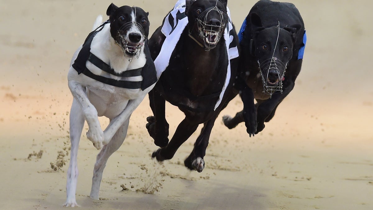 ROMFORD, ENGLAND - OCTOBER 09: A general view of Greyhounds racing at Coral Romford Greyhound Stadium on October 9, 2014 in Romford, England. (Photo by Jamie McDonald/Getty Images)