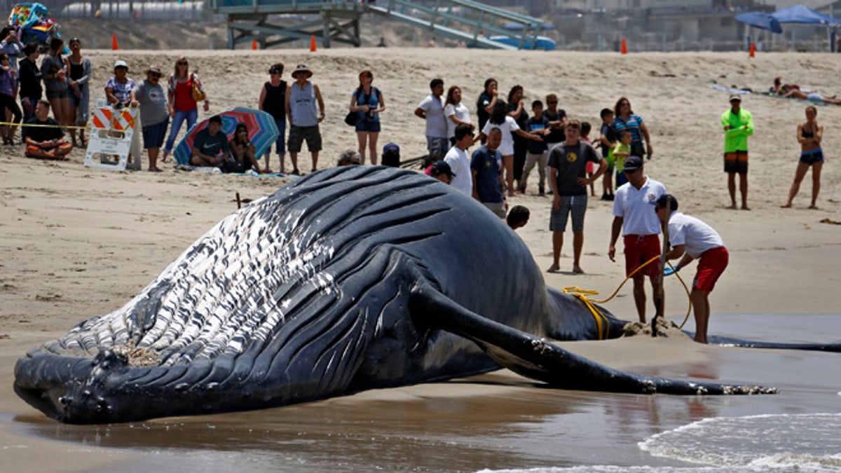 Bangkai ikan paus diseret ke laut setelah terdampar di pantai populer