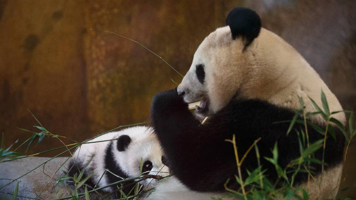 Canada zoo to return pandas to China because bamboo too hard to get during  pandemic